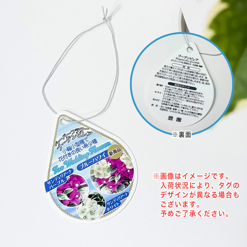 PLANCHU 熱帯花木 ブーゲンビレア ブルーハワイ ブーケ仕立て 4号鉢 受け皿付き 育て方説明書付き PVP Bougainvillea cv. 鉢花 観葉植物