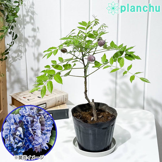 PLANCHU 花木 アメリカフジ アメジストフォール 4.5号ポット Wisteria frutescens ‘Amethyst Falls’ 庭木