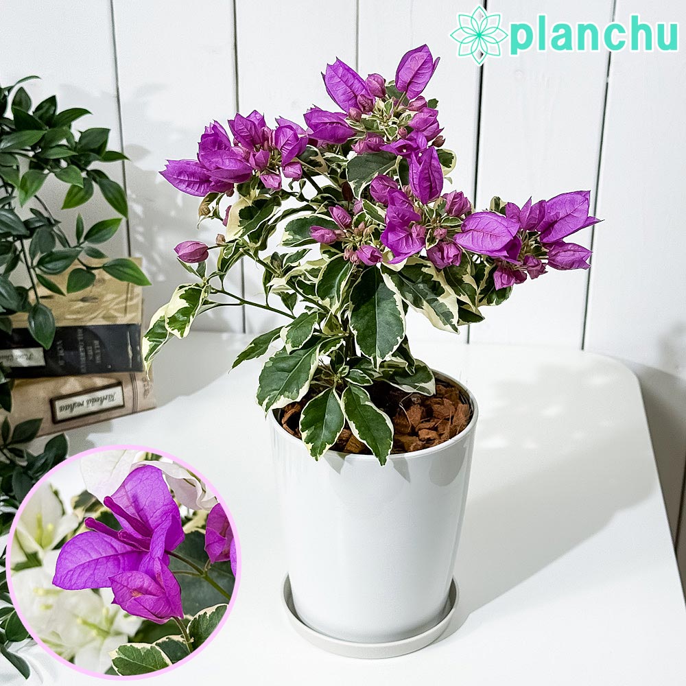 PLANCHU 熱帯花木 ブーゲンビレア サンデリアーナ パープル ブーケ仕立て 4号鉢 受け皿付き 育て方説明書付き Bougainvillea cv. 斑入り 鉢花 観葉植物