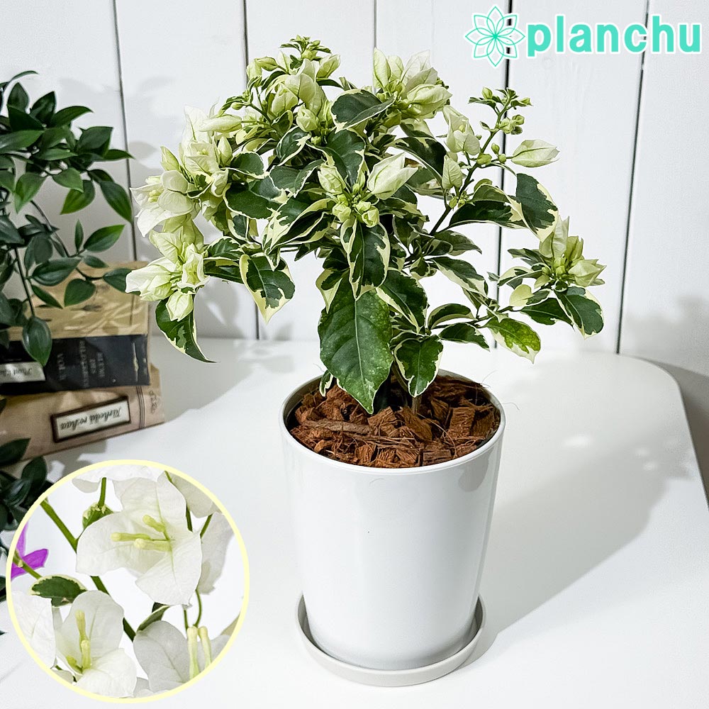 PLANCHU 熱帯花木 ブーゲンビレア サンデリアーナ ホワイト ブーケ仕立て 4号鉢 受け皿付き 育て方説明書付き Bougainvillea cv. 斑入り 鉢花 観葉植物