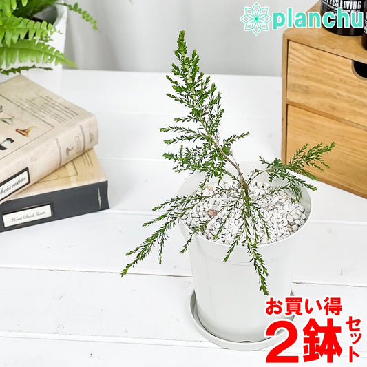 PLANCHU 虫除け植物 モスキートブロッカー 4号鉢 2鉢セット 受け皿付き 育て方説明書付き Leptospermum liversidgei レプトスペルマム オージープランツ ハーブ苗 PVP