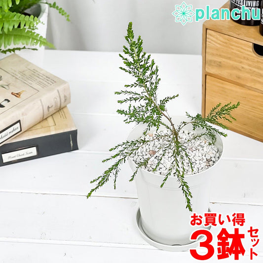 PLANCHU 虫除け植物 モスキートブロッカー 4号鉢 3鉢セット 受け皿付き 育て方説明書付き Leptospermum liversidgei レプトスペルマム オージープランツ ハーブ苗 PVP