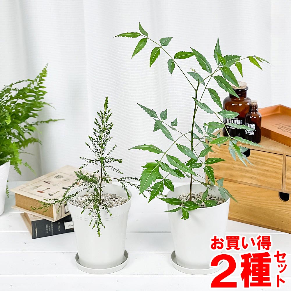 PLANCHU 虫除け植物 ミラクルニーム ＆ モスキートブロッカー 4号鉢 2種セット 受け皿付き 育て方説明書付き 観葉植物 PVP