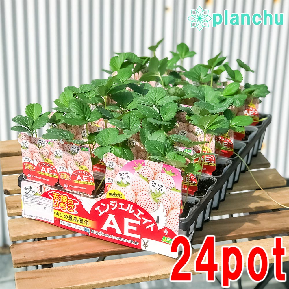 PLANCHU 野菜苗 イチゴ苗 天使のいちご エンジェルエイト 3号ポット ケース売り 24ポットセット 果物 果菜苗 いちご苗 いちご イチゴ