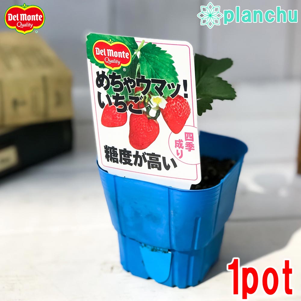 PLANCHU 野菜苗 デルモンテ イチゴ苗 めちゃウマッ！いちご 3号ポット 果物 果菜苗 いちご苗 いちご