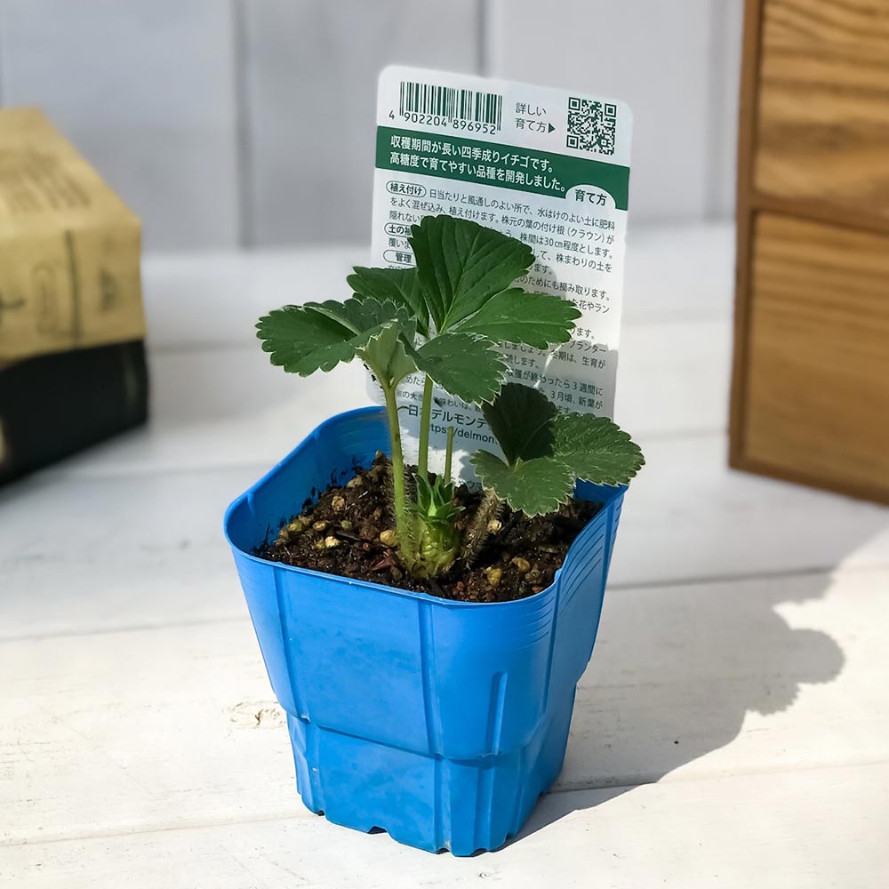PLANCHU 野菜苗 デルモンテ イチゴ苗 めちゃウマッ！いちご 3号ポット 果物 果菜苗 いちご苗 いちご