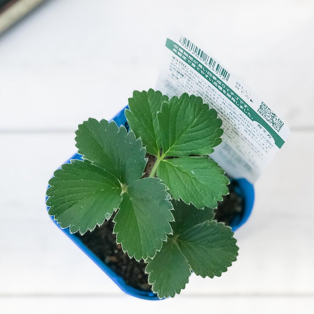 PLANCHU 野菜苗 デルモンテ イチゴ苗 めちゃウマッ！いちご 3号ポット 果物 果菜苗 いちご苗 いちご