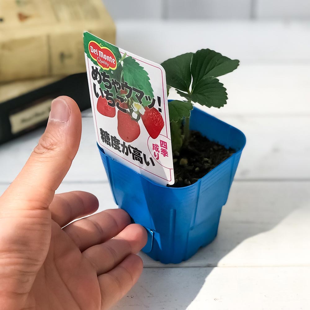 PLANCHU 野菜苗 デルモンテ イチゴ苗 めちゃウマッ！いちご 3号ポット 果物 果菜苗 いちご苗 いちご