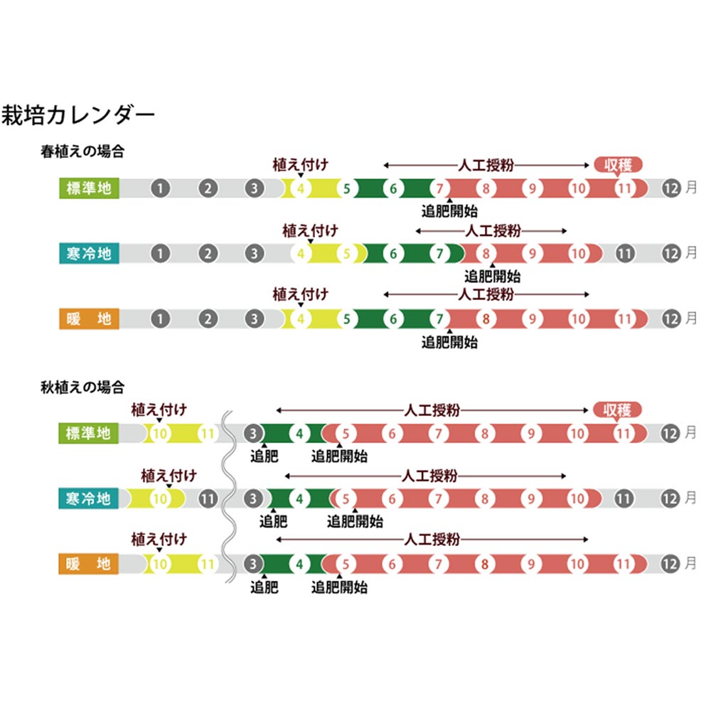 PLANCHU 野菜苗 デルモンテ イチゴ苗 めちゃウマッ！いちご 3号ポット 果物 果菜苗 いちご苗 いちご