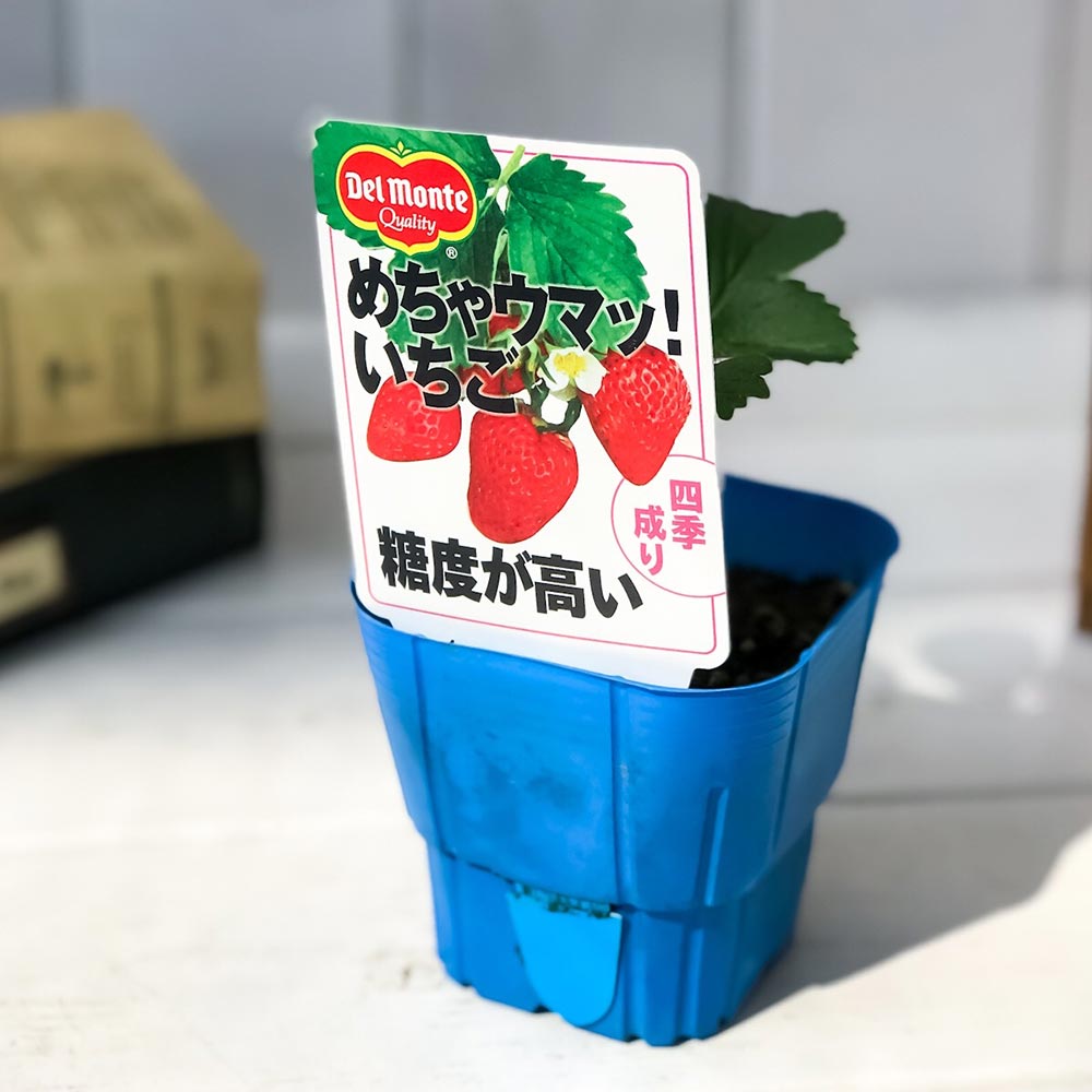 PLANCHU 野菜苗 デルモンテ イチゴ苗 めちゃウマッ！いちご 3号ポット 果物 果菜苗 いちご苗 いちご