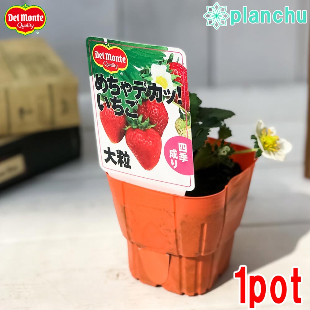 PLANCHU 野菜苗 デルモンテ イチゴ苗 めちゃデカッ！いちご 3号ポット 果物 果菜苗 いちご苗 いちご