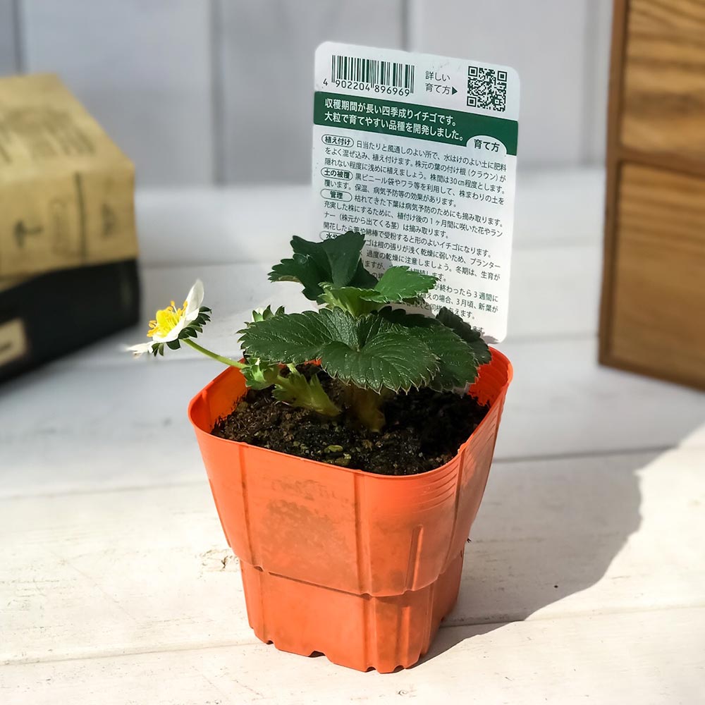 PLANCHU 野菜苗 デルモンテ イチゴ苗 めちゃデカッ！いちご 3号ポット 果物 果菜苗 いちご苗 いちご