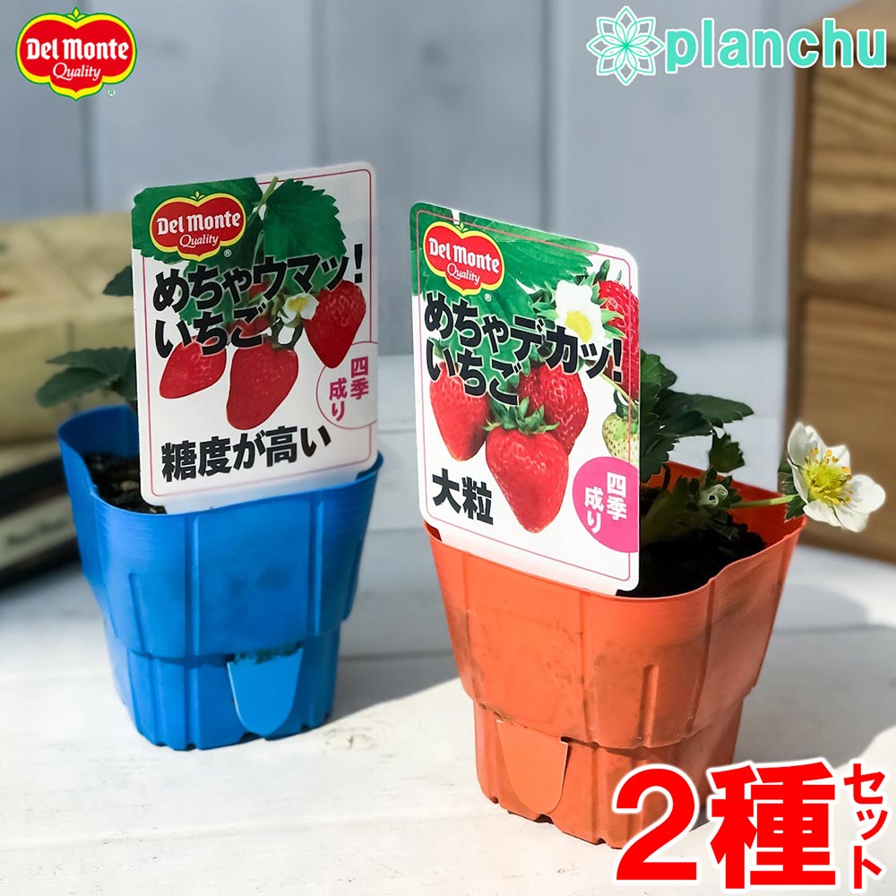 PLANCHU 野菜苗 デルモンテ イチゴ苗 めちゃウマッ！めちゃデカッ！いちご 2種セット 果物 果菜苗 いちご苗 いちご