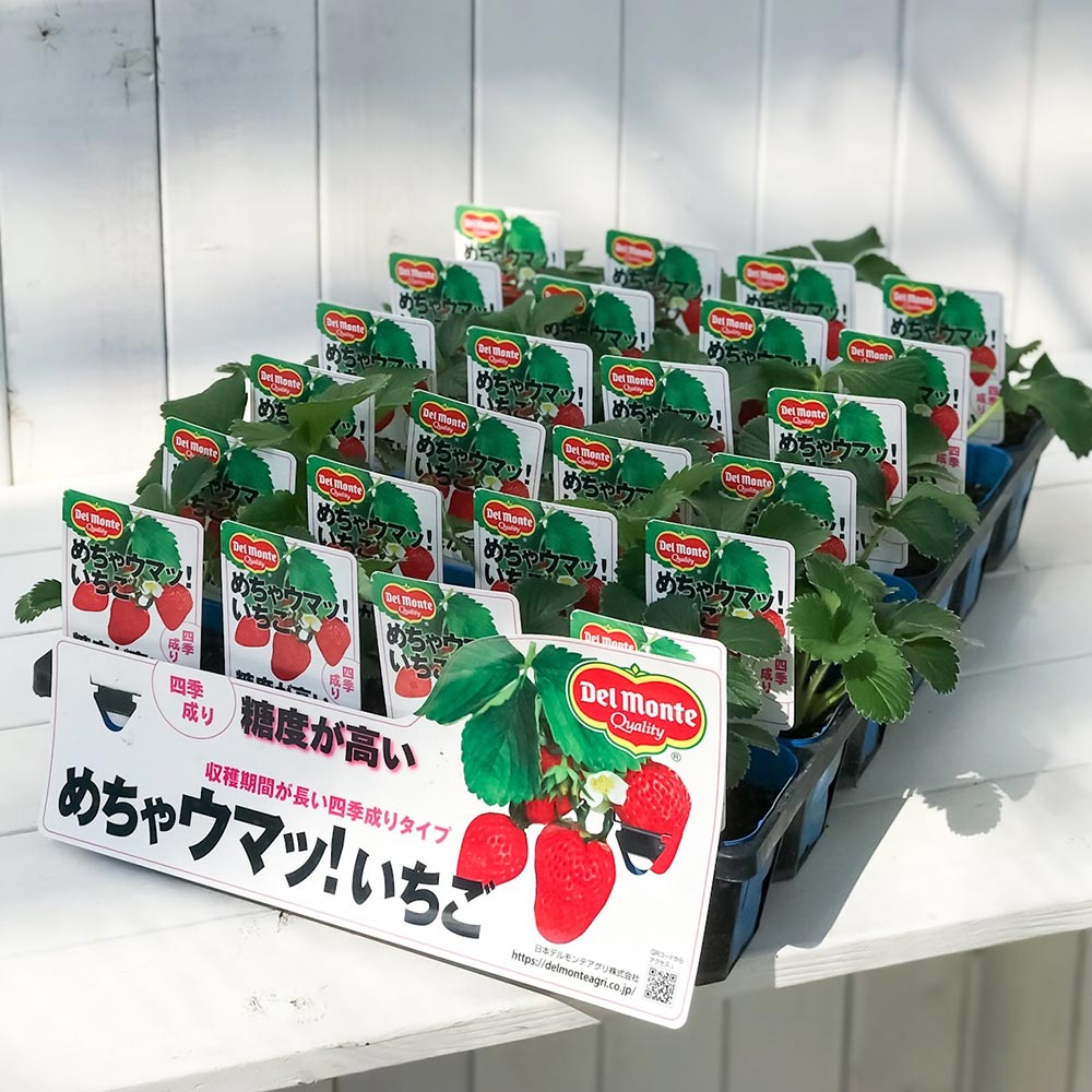 PLANCHU 野菜苗 デルモンテ イチゴ苗 めちゃウマッ！いちご 3号ポット ケース売り 24ポットセット 果物 果菜苗 いちご苗 いちご