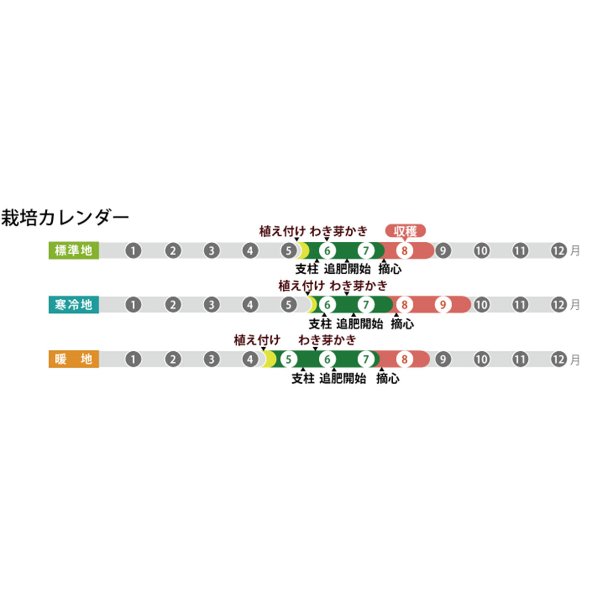 PLANCHU 野菜苗 デルモンテ トマト苗 めちゃなり！トゥインクル 3号ポット 6ポットセット 野菜 予防接種苗