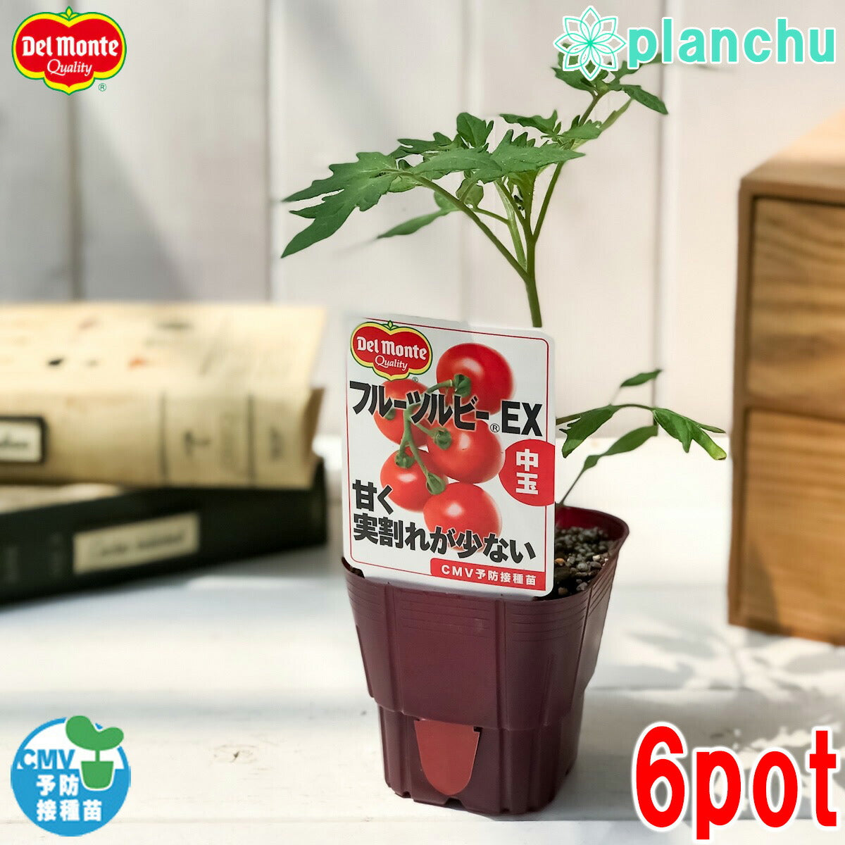 PLANCHU 野菜苗 デルモンテ トマト苗 フルーツルビーEX 3号ポット 6ポットセット 野菜 予防接種苗