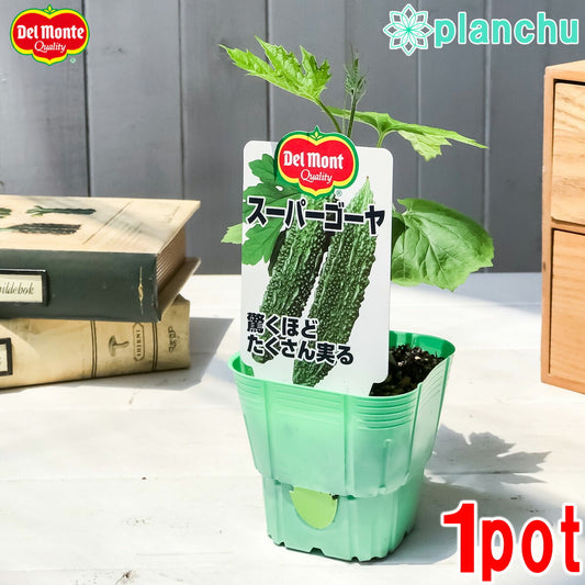 PLANCHU 野菜苗 デルモンテ ゴーヤ苗 スーパーゴーヤ 3号ポット 野菜 ゴーヤ