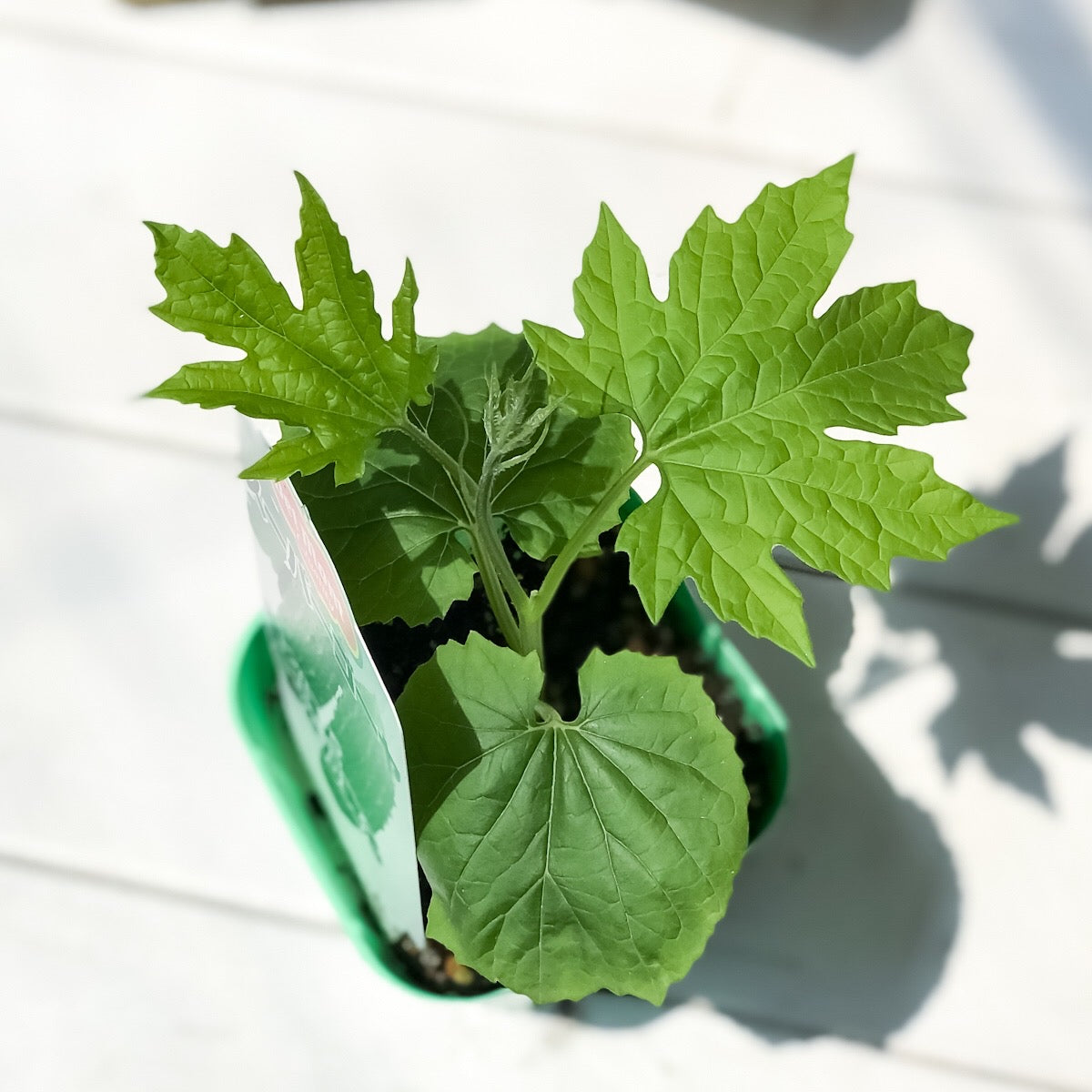 PLANCHU 野菜苗 デルモンテ ゴーヤ苗 スーパーゴーヤ 3号ポット 野菜 ゴーヤ