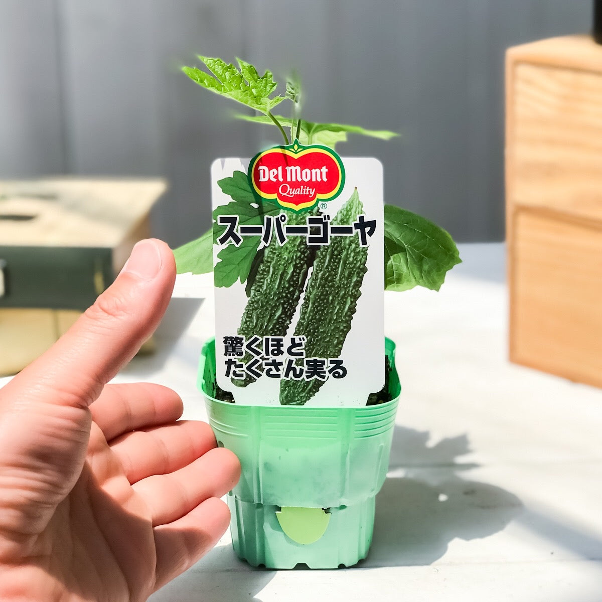 PLANCHU 野菜苗 デルモンテ ゴーヤ苗 スーパーゴーヤ 3号ポット 野菜 ゴーヤ