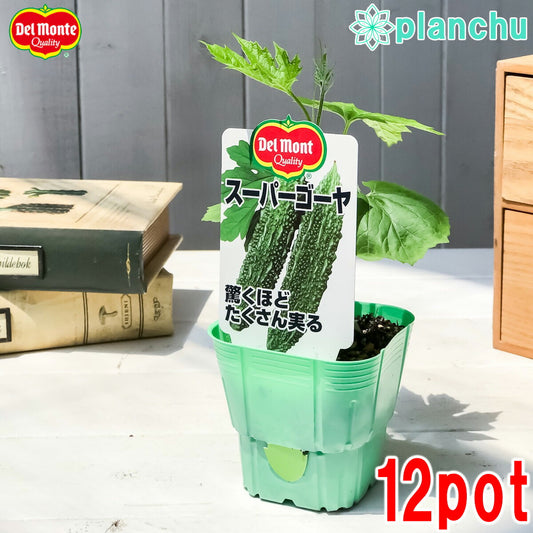 PLANCHU 野菜苗 デルモンテ ゴーヤ苗 スーパーゴーヤ 3号ポット 12ポットセット 野菜 ゴーヤ