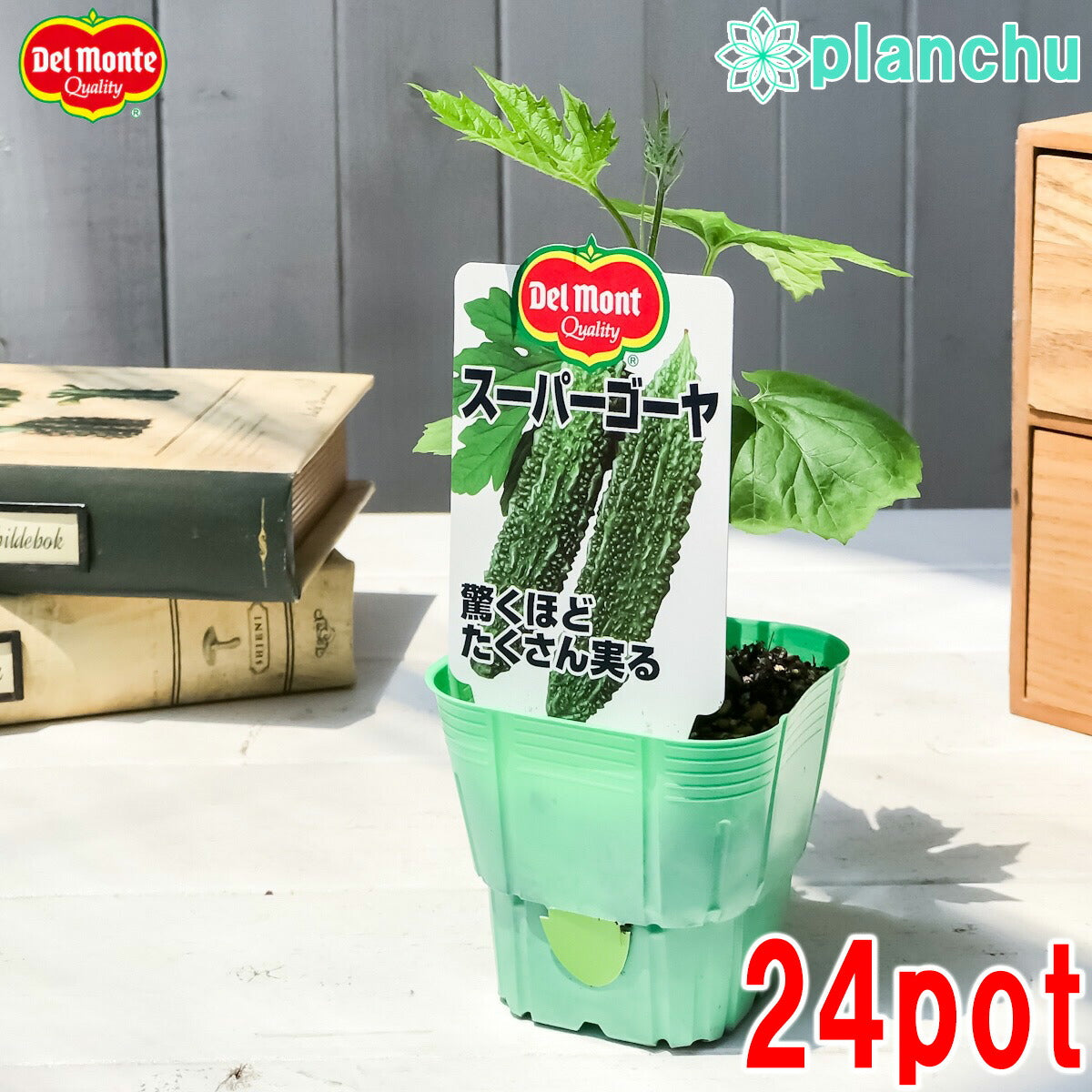 PLANCHU 野菜苗 デルモンテ ゴーヤ苗 スーパーゴーヤ 3号ポット 24ポットセット 野菜 ゴーヤ ケース売り