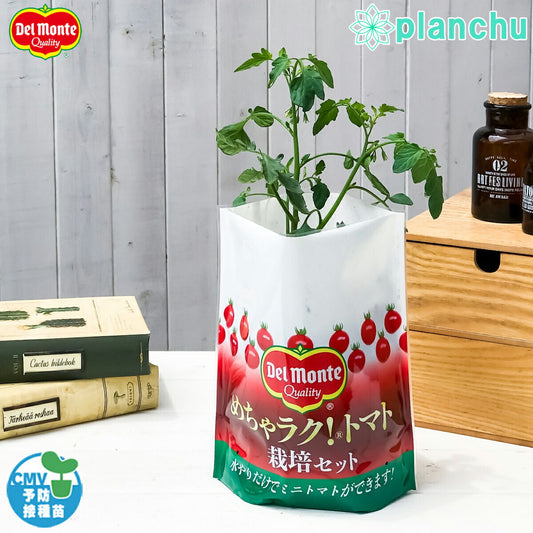 PLANCHU デルモンテ めちゃラク！トマト栽培セット 野菜 野菜苗 トマト トマト苗 予防接種苗 植え込み完成品