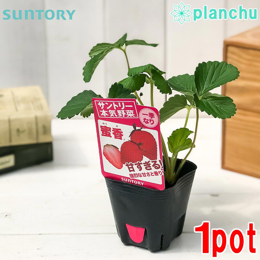 PLANCHU 野菜苗 サントリー 本気野菜 イチゴ苗 蜜香 3号ポット 果物 果菜苗 いちご苗 いちご