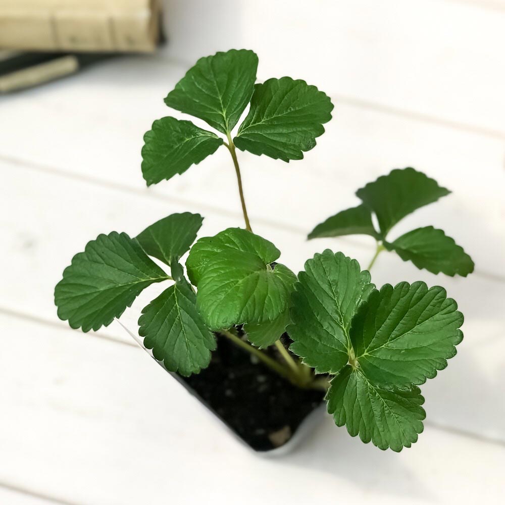 PLANCHU 野菜苗 サントリー 本気野菜 イチゴ苗 蜜香 3号ポット 果物 果菜苗 いちご苗 いちご