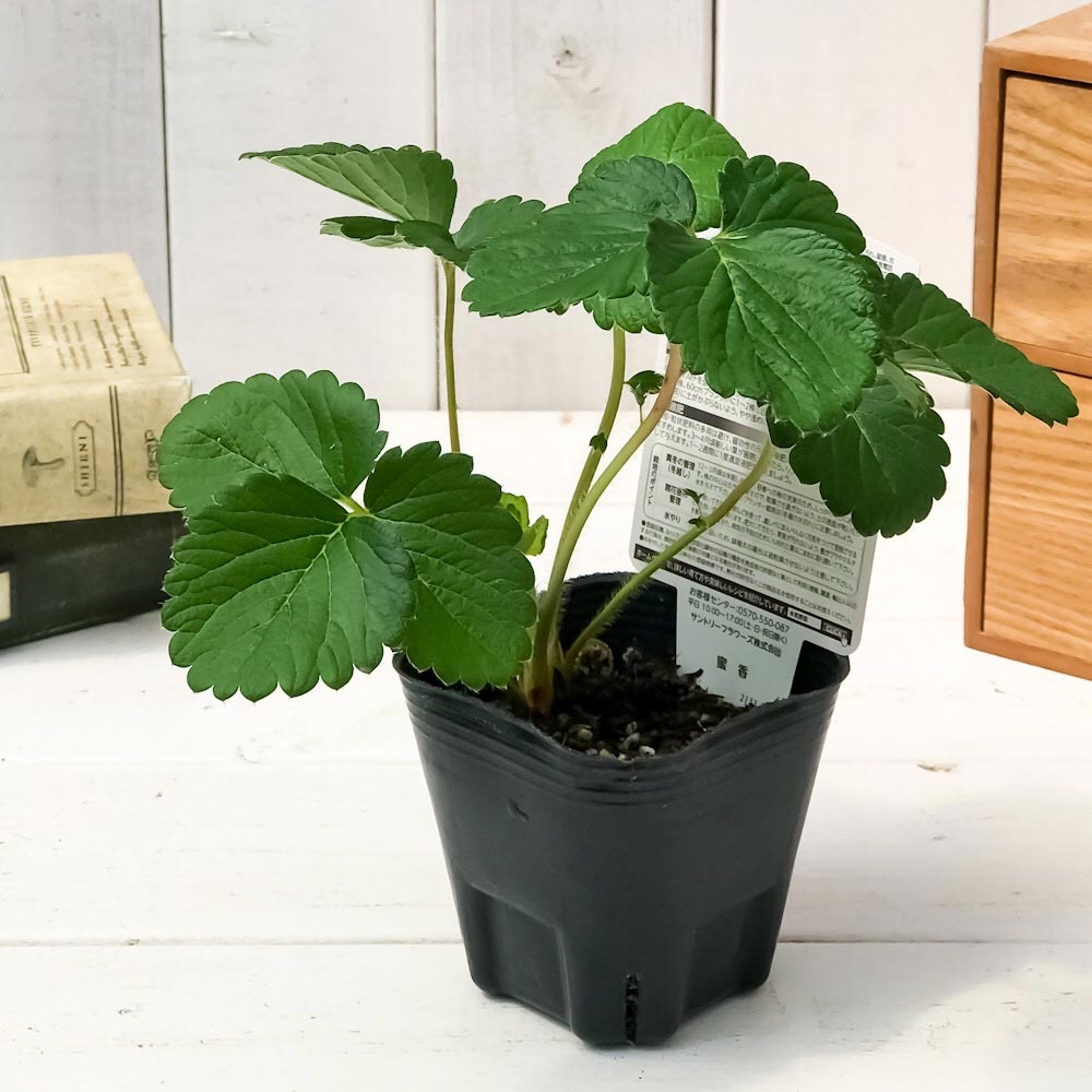 PLANCHU 野菜苗 サントリー 本気野菜 イチゴ苗 蜜香 3号ポット 果物 果菜苗 いちご苗 いちご