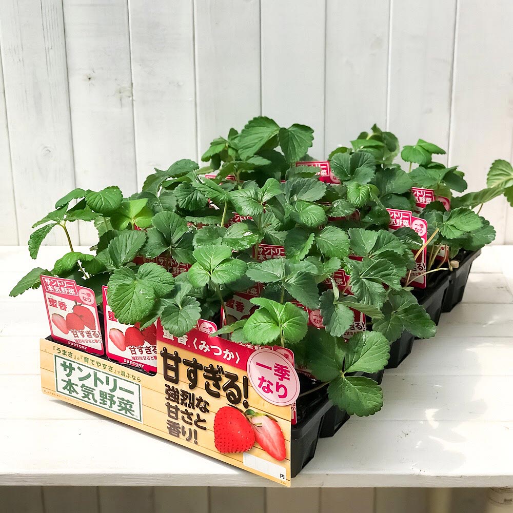 マサいちご苗セット。80サイズ PLANCHU 野菜苗 サントリー 本気野菜 イチゴ苗 蜜香 3号ポット 6ポット