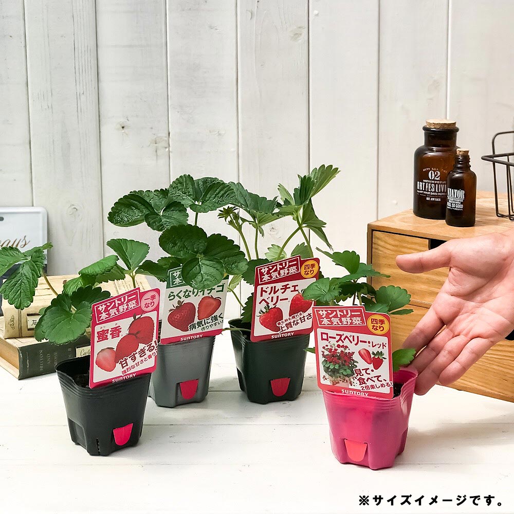 PLANCHU 野菜苗 サントリー 本気野菜 イチゴ苗 4種セット 果物 果菜苗 いちご苗 いちご 蜜香 らくなりイチゴ ドルチェベリー ローズベリーレッド