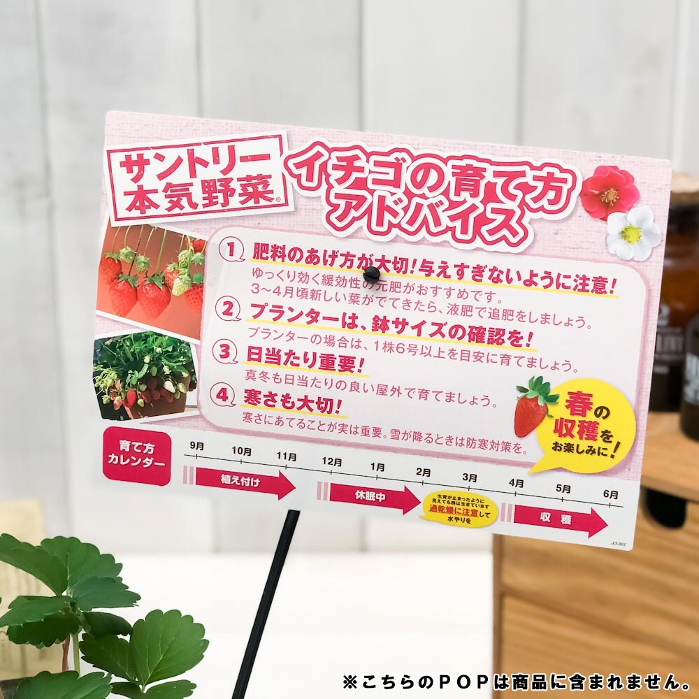 PLANCHU 野菜苗 サントリー 本気野菜 イチゴ苗 蜜香 3号ポット 果物 果菜苗 いちご苗 いちご