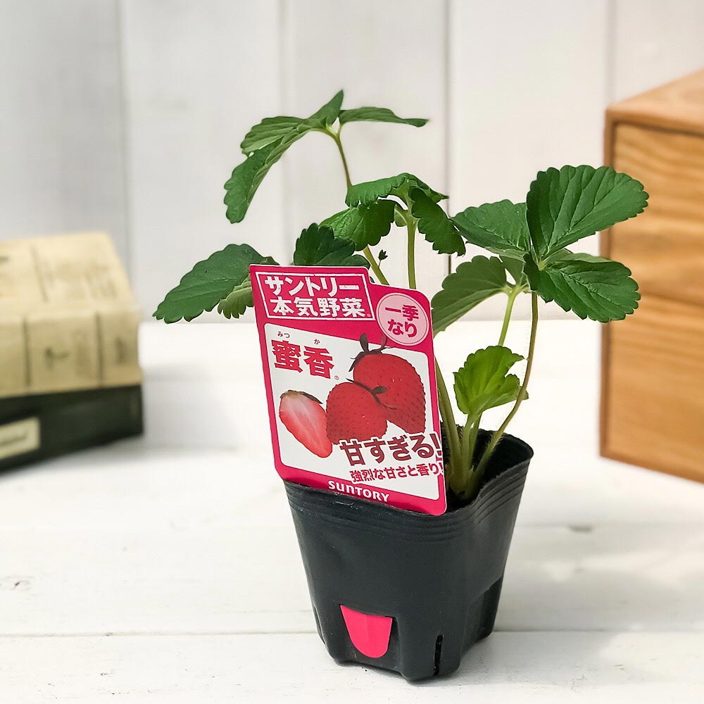 PLANCHU 野菜苗 サントリー 本気野菜 イチゴ苗 蜜香 3号ポット 果物 果菜苗 いちご苗 いちご