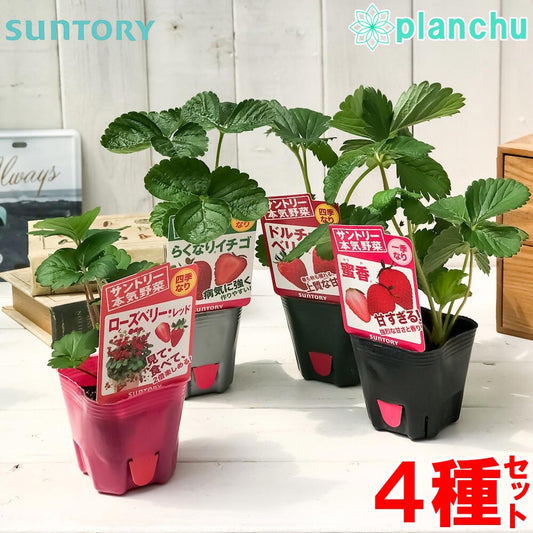 PLANCHU 野菜苗 サントリー 本気野菜 イチゴ苗 4種セット 果物 果菜苗 いちご苗 いちご 蜜香 らくなりイチゴ ドルチェベリー ローズベリーレッド