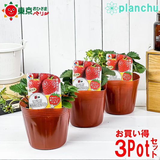 PLANCHU 野菜苗 イチゴ苗 東京おひさまベリー 4号ポット 3ポットセット 果物 果菜苗 いちご苗 いちご イチゴ