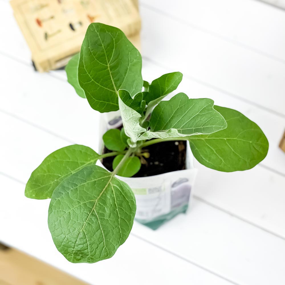 PLANCHU デルモンテ めちゃラク！ナス栽培セット 野菜 野菜苗 ナス ナス苗 予防接種苗 植え込み完成品