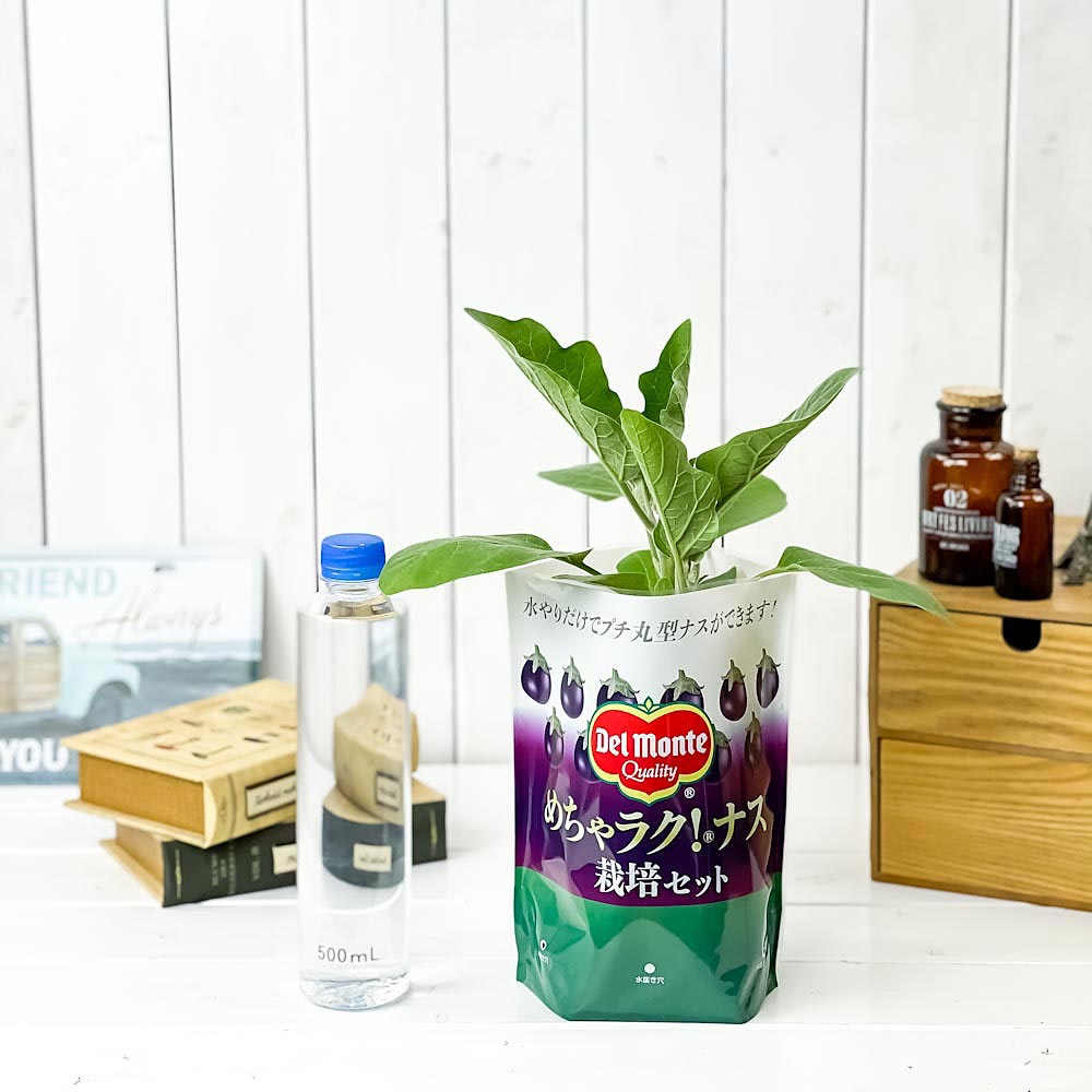 PLANCHU デルモンテ めちゃラク！ナス栽培セット 野菜 野菜苗 ナス ナス苗 予防接種苗 植え込み完成品