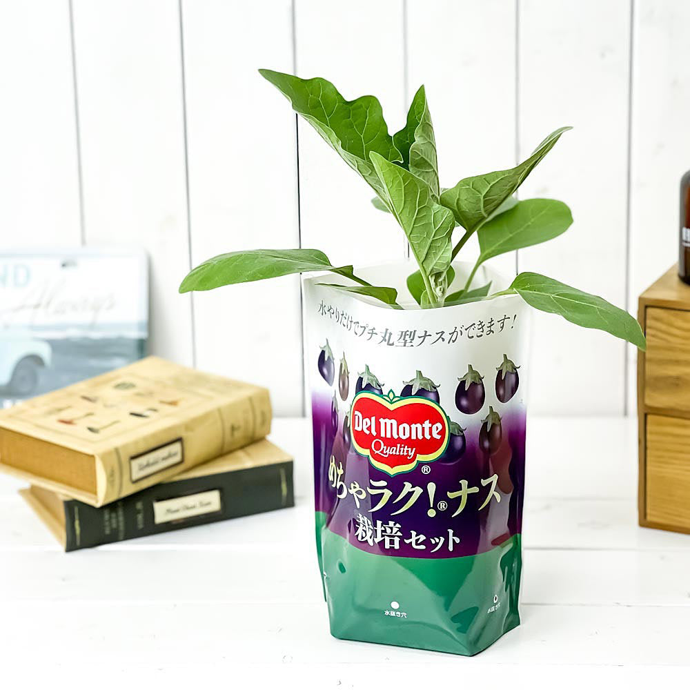 PLANCHU デルモンテ めちゃラク！ナス栽培セット 野菜 野菜苗 ナス ナス苗 予防接種苗 植え込み完成品
