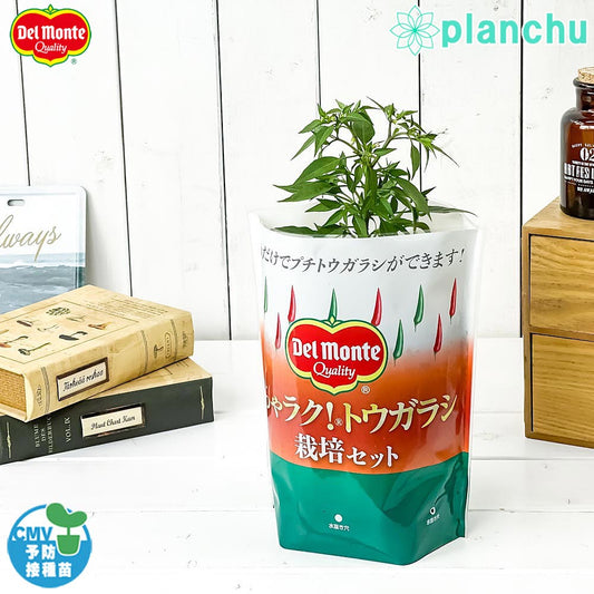 PLANCHU デルモンテ めちゃラク！トウガラシ栽培セット 野菜 野菜苗 トウガラシ トウガラシ苗 予防接種苗 植え込み完成品