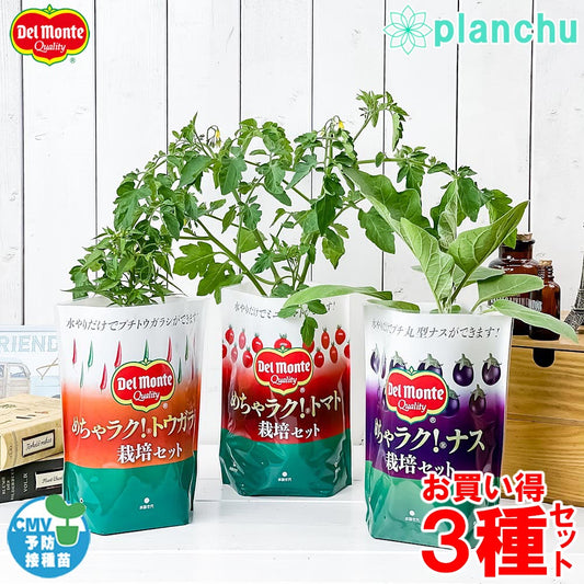 PLANCHU デルモンテ めちゃラク！野菜栽培セット トマト ナス トウガラシ 3種セット 野菜 野菜苗 予防接種苗 植え込み完成品