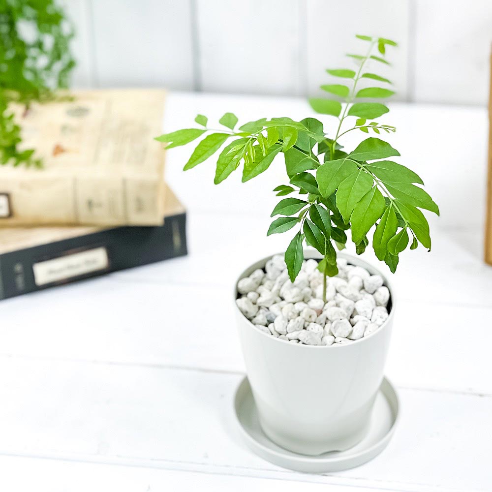 PLANCHU 観葉植物 カレーの木 3.5号鉢 3鉢セット 受け皿付き 育て方説明書付き Murraya koenigii カレーリーフ カレーノキ ハーブ苗
