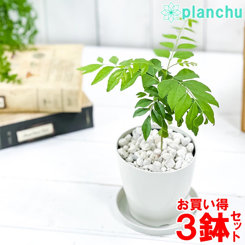 PLANCHU 観葉植物 カレーの木 3.5号鉢 3鉢セット 受け皿付き 育て方説明書付き Murraya koenigii カレーリーフ カレーノキ ハーブ苗