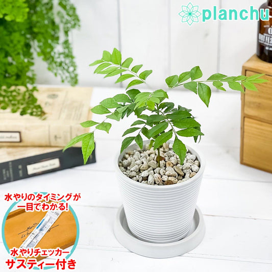 PLANCHU 観葉植物 カレーの木 4号樹脂鉢 ミディホワイト サスティー付き 受け皿付き 育て方説明書付き Murraya koenigii カレーリーフ カレーノキ ハーブ苗