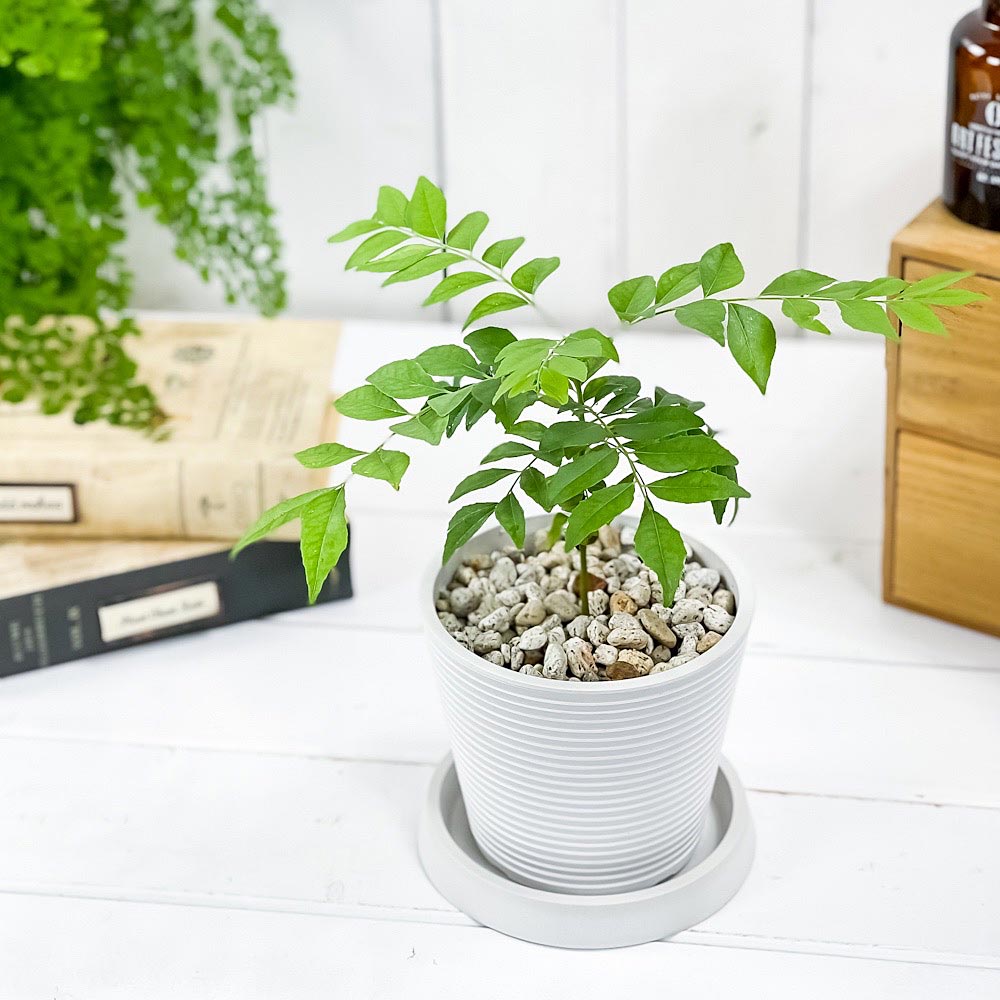 PLANCHU 観葉植物 カレーの木 4号樹脂鉢 ミディホワイト サスティー付き 受け皿付き 育て方説明書付き Murraya koenigii カレーリーフ カレーノキ ハーブ苗