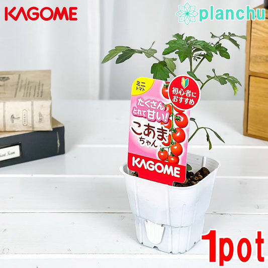 PLANCHU 野菜苗 カゴメ ミニトマト苗 こあまちゃん 3号ポット KAGOME ベランダ菜園 家庭菜園