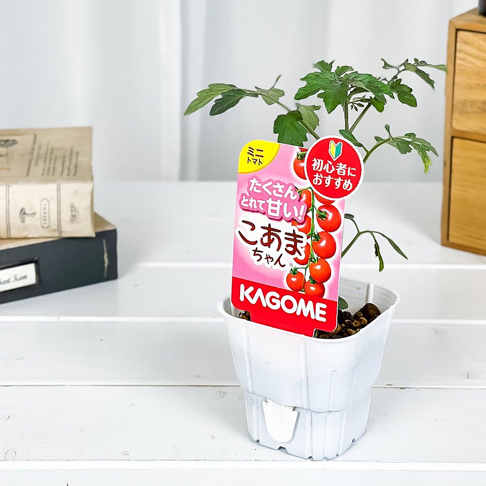 PLANCHU 野菜苗 カゴメ ミニトマト苗 こあまちゃん 3号ポット KAGOME ベランダ菜園 家庭菜園