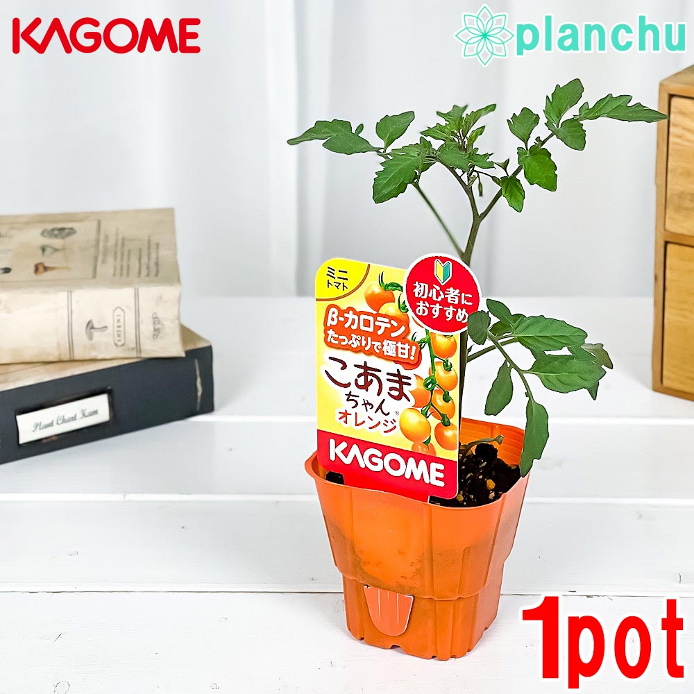 PLANCHU 野菜苗 カゴメ ミニトマト苗 こあまちゃんオレンジ 3号ポット KAGOME ベランダ菜園 家庭菜園