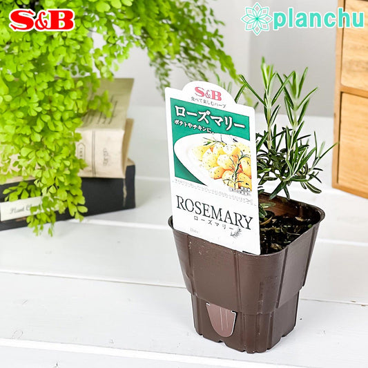 PLANCHU ハーブ苗 S&B ローズマリー 3号ポット エスビー食品 フレッシュハーブ コンパニオンプランツ ベランダ菜園 家庭菜園 JAN4901002604301