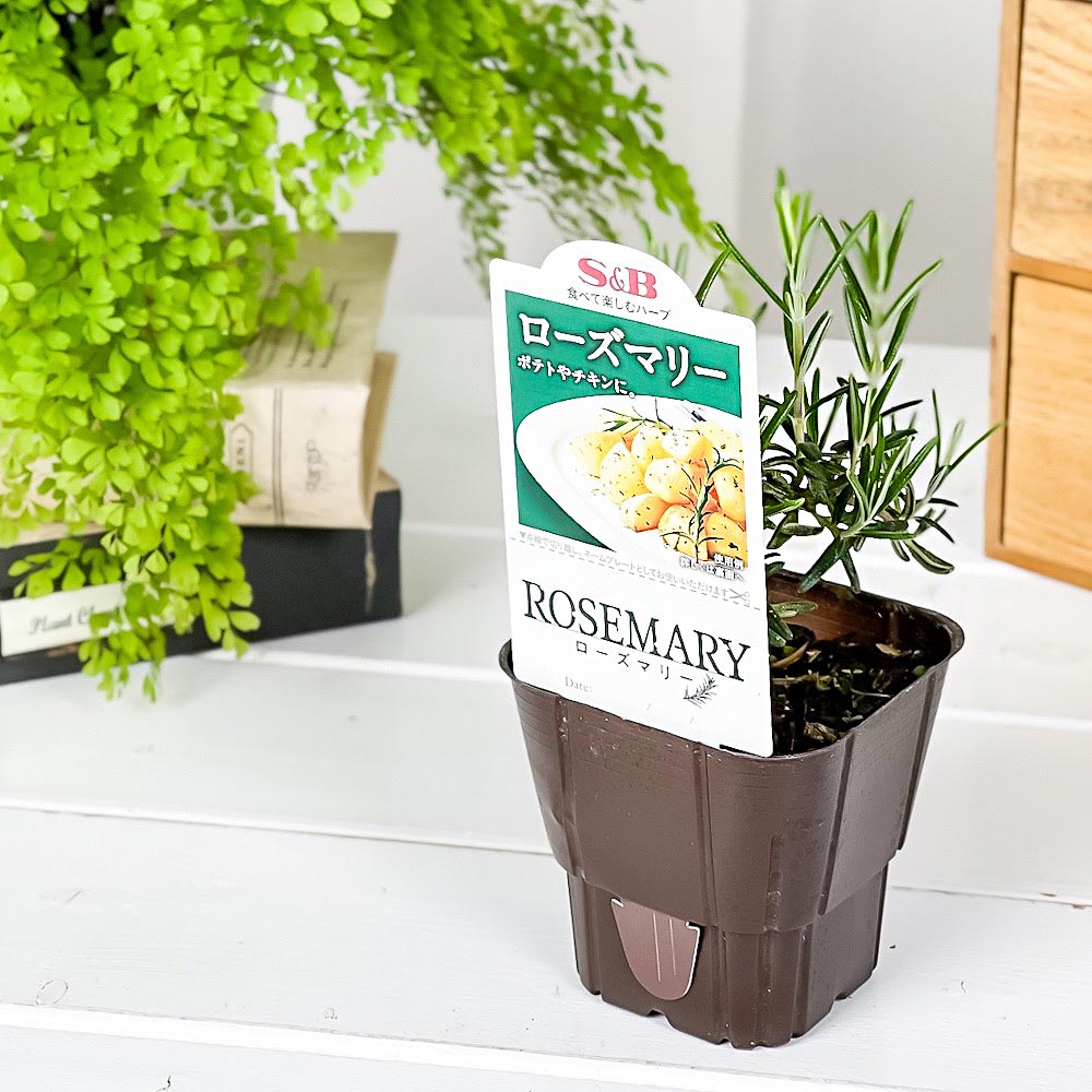 PLANCHU ハーブ苗 S&B ローズマリー 3号ポット エスビー食品 フレッシュハーブ コンパニオンプランツ ベランダ菜園 家庭菜園 JAN4901002604301