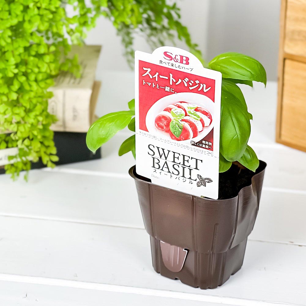 PLANCHU ハーブ苗 S&B スイートバジル 3号ポット エスビー食品 フレッシュハーブ コンパニオンプランツ ベランダ菜園 家庭菜園 JAN4901002604233